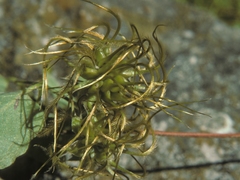 Clematis morefieldii