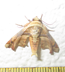 Eutelia callichroma