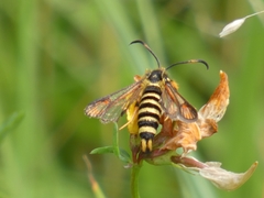 Bembecia ichneumoniformis