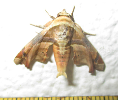 Eutelia callichroma