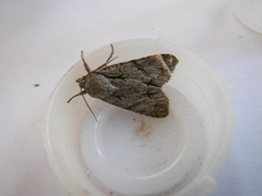 Acronicta psi