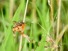 Bembecia ichneumoniformis