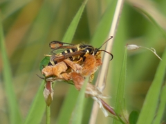 Bembecia ichneumoniformis