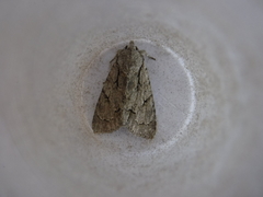 Acronicta psi