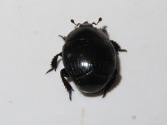 Histerinae