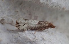 Notocelia rosaecolana