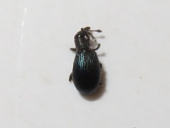 Perapion violaceum