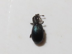 Perapion violaceum