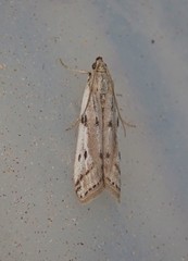 Phycitodes binaevella