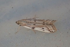 Phycitodes binaevella