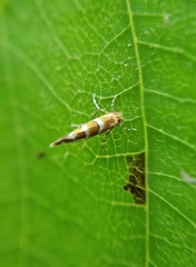 Cameraria guttifinitella