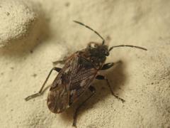 Sphragisticus nebulosus