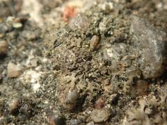 Phaeophyscia nigricans