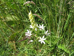 Ornithogalum pyramidale
