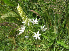 Ornithogalum pyramidale