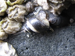 Littorina scutulata