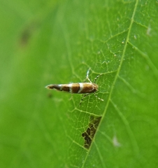 Cameraria guttifinitella