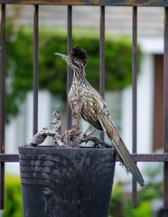 Geococcyx californianus