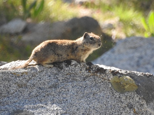 Belding's Ground Squirrel, photo 10 of 10