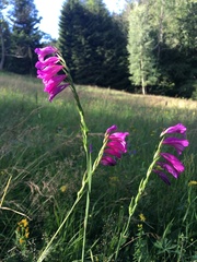 Gladiolus imbricatus