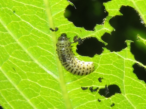 Viburnum Leaf Beetle, Voorburg, Nederland, photo 7 of 10
