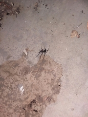 Latrodectus hesperus
