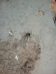 Latrodectus hesperus