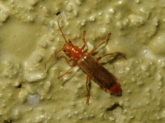 Cantharis cryptica