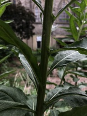 Oenothera
