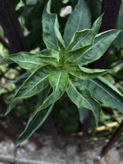 Oenothera