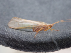Limnephilus flavicornis