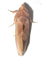 Oraesia triobliqua