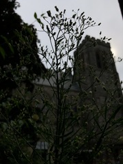 Erigeron canadensis