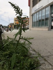 Dysphania ambrosioides