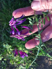 Vicia eriocarpa