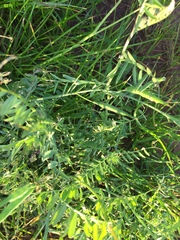 Vicia eriocarpa