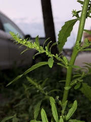 Dysphania ambrosioides