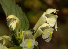 Galeopsis segetum