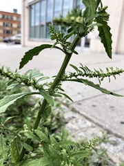 Dysphania ambrosioides