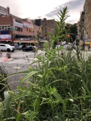 Dysphania ambrosioides