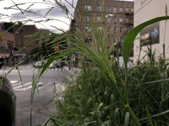 Panicum