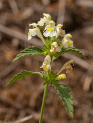 Galeopsis segetum