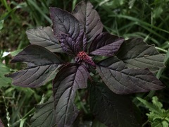 Amaranthus cruentus