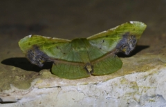 Fascellina plagiata