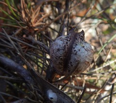 Hakea vittata
