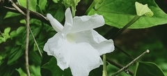 Thunbergia fragrans