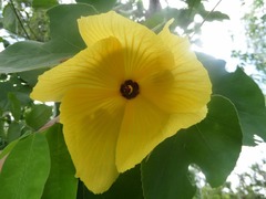 Hibiscus glandulifer