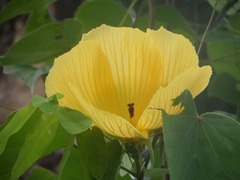 Hibiscus glandulifer