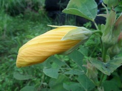 Hibiscus glandulifer
