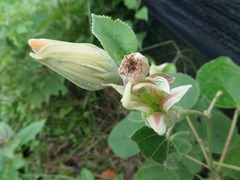 Hibiscus glandulifer